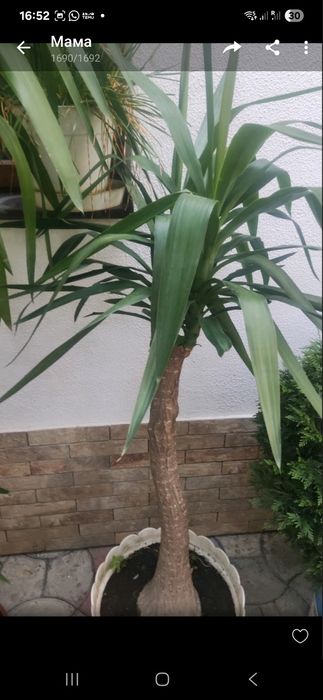 Квіти кімнатні рослини зелені великі в зал