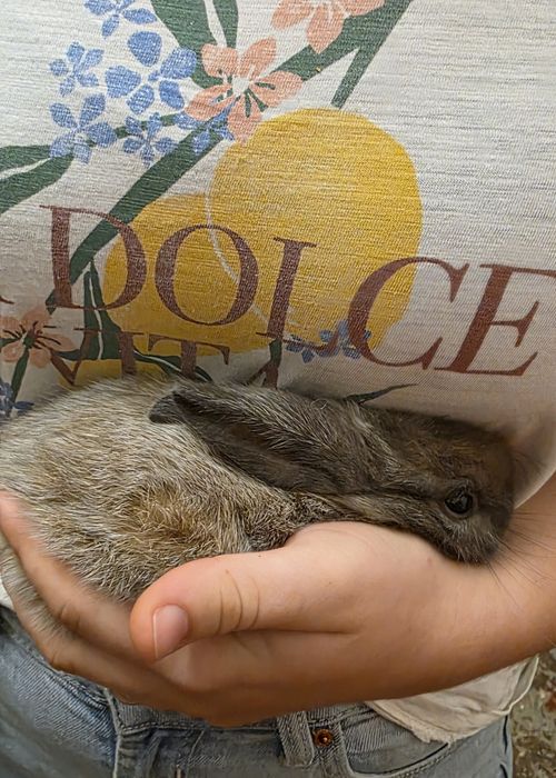 Coelhinhas anãs lindas