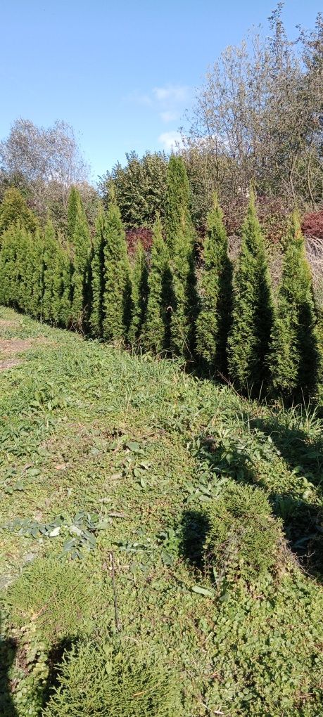 Thuja smaragd 2m