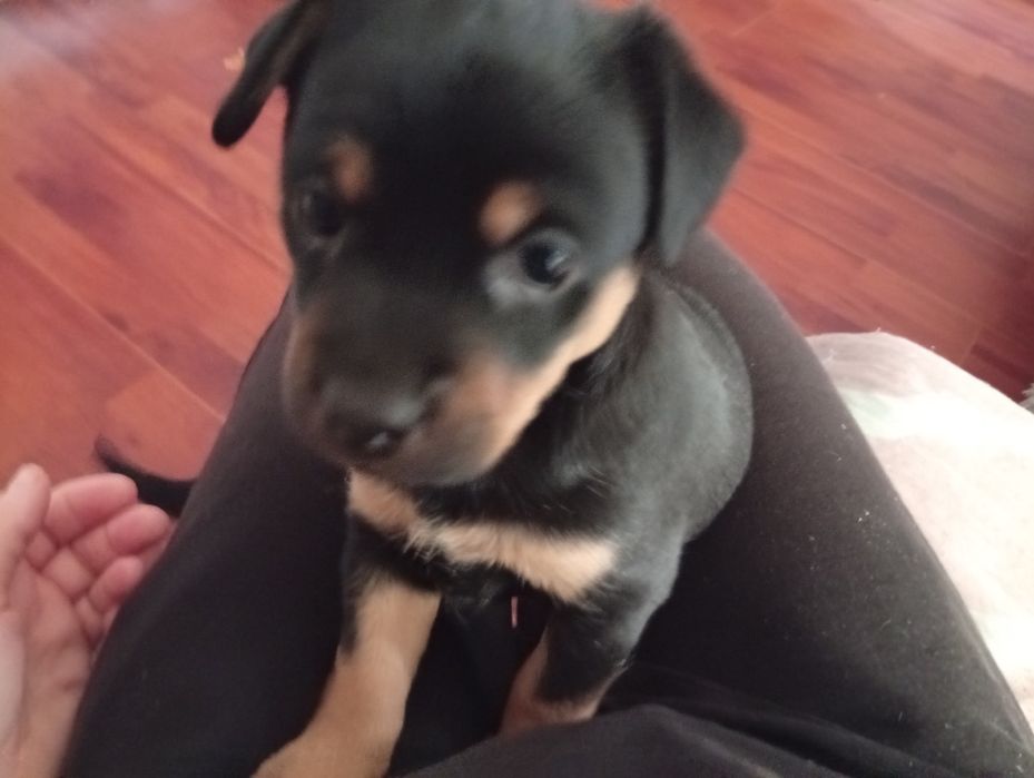 Suczka oddam za darmo