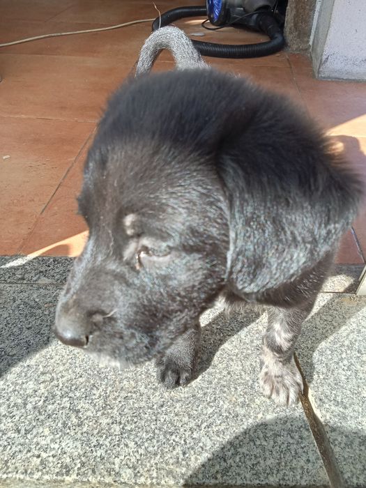 Um lindo animal de companhia.Naõ fique mais só