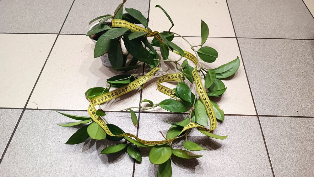 Хойя, хоя, восковой плющ