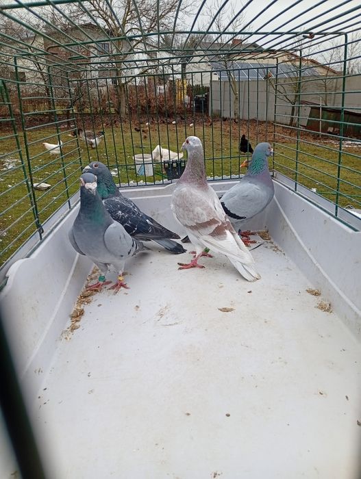 Gołębie pocztowe sprzedam