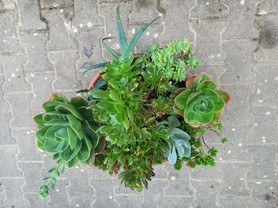 Suculentas Em Vaso Grande