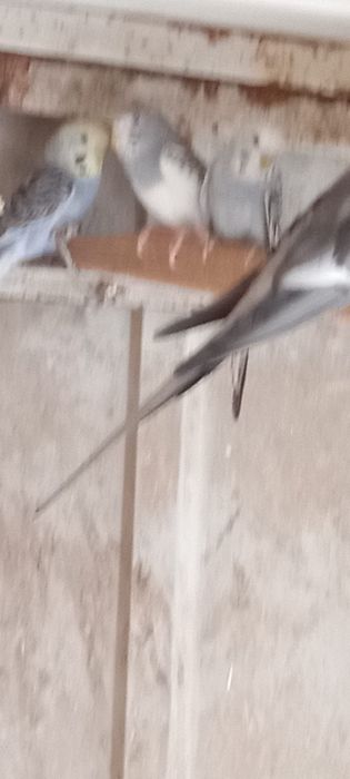 Vendo piriquitos e caturras