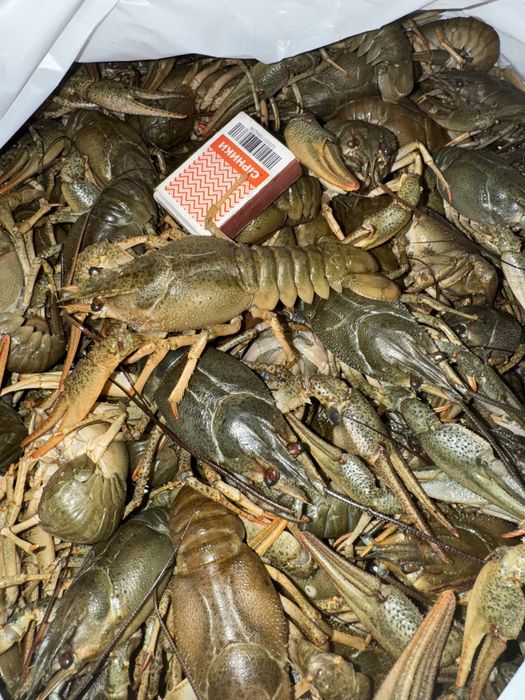 Раки середнього  розміру!