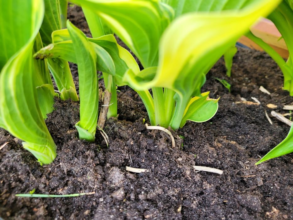 Hosta funkia nietypowa neonowa żółto zielona