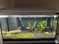 Vendo aquario 60 litros