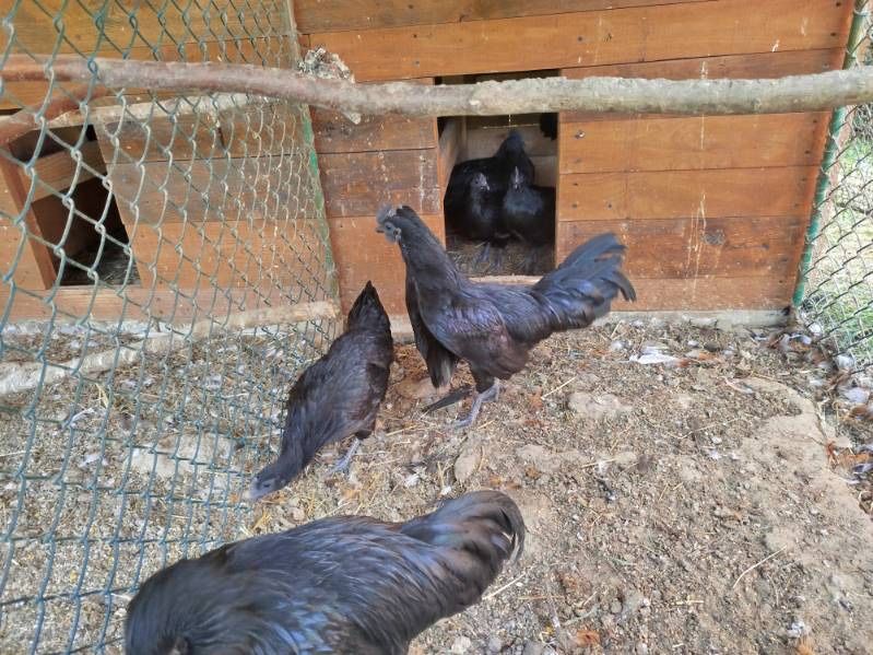 Ayam Cemani kury