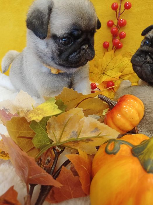 MOPS suczka ZkwP/FCI