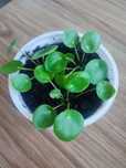 Pieniążek (pilea)