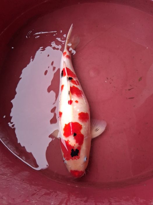 Carpa koi japonesa