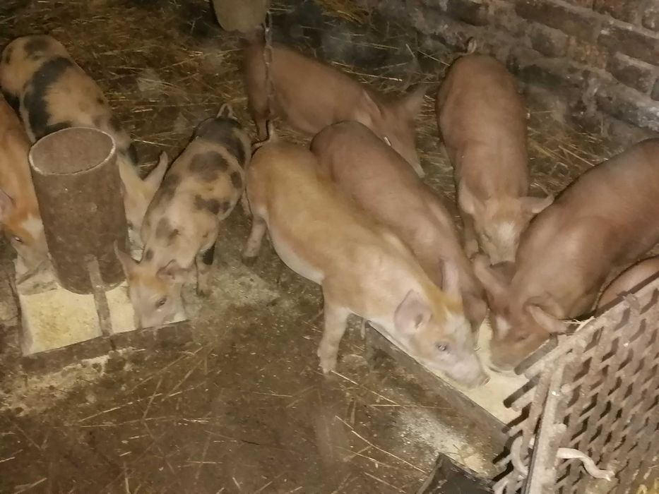 Поросята дюрок + петрен