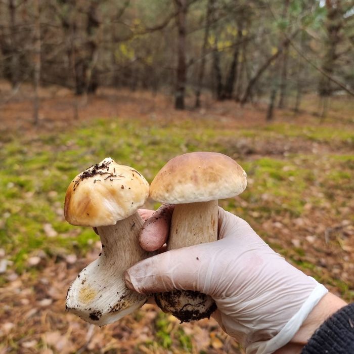 Земельна ділянка з гаражем та фундаментом під забудову