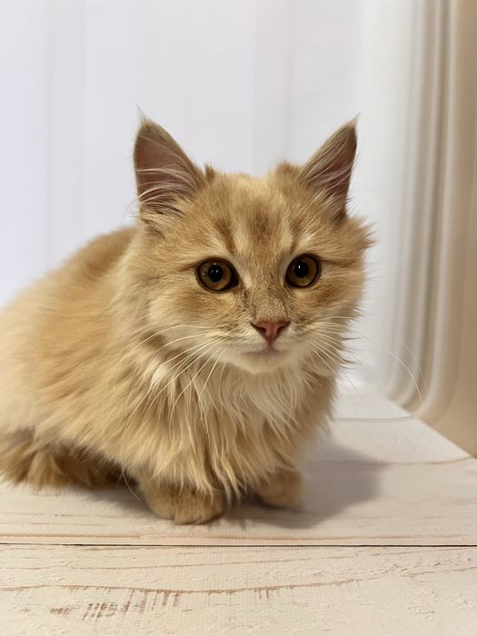 Кошеня 3,5 місяці