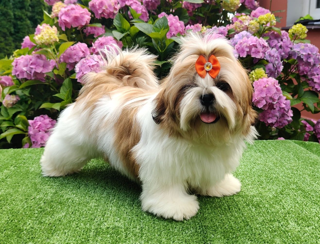Śliczna suczka shih tzu ZKwP (FCI)