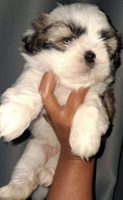 Shih-tzu macho top