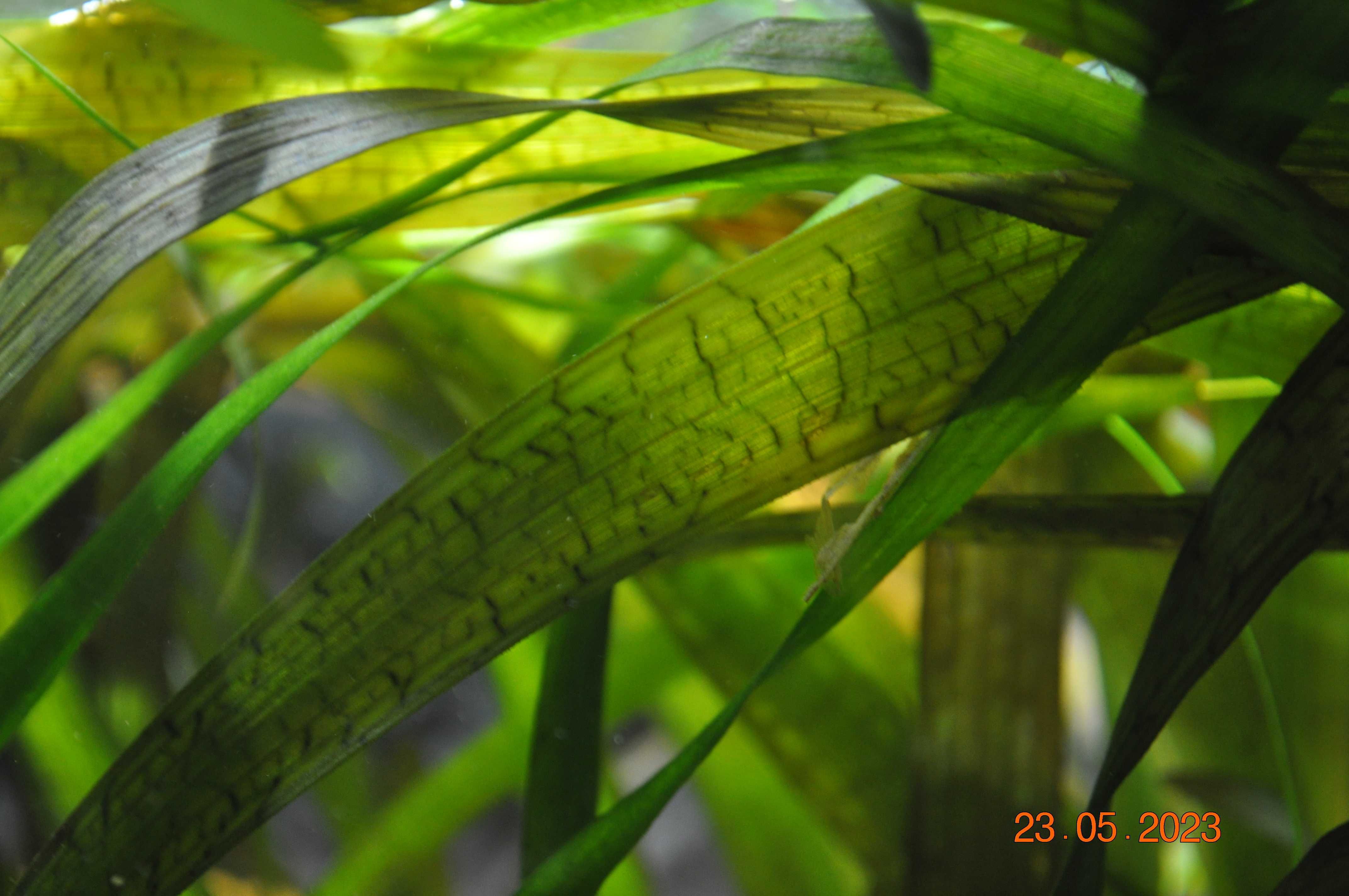 Vallisneria gigantea Nurzaniec olbrzymi roślin akwariowa