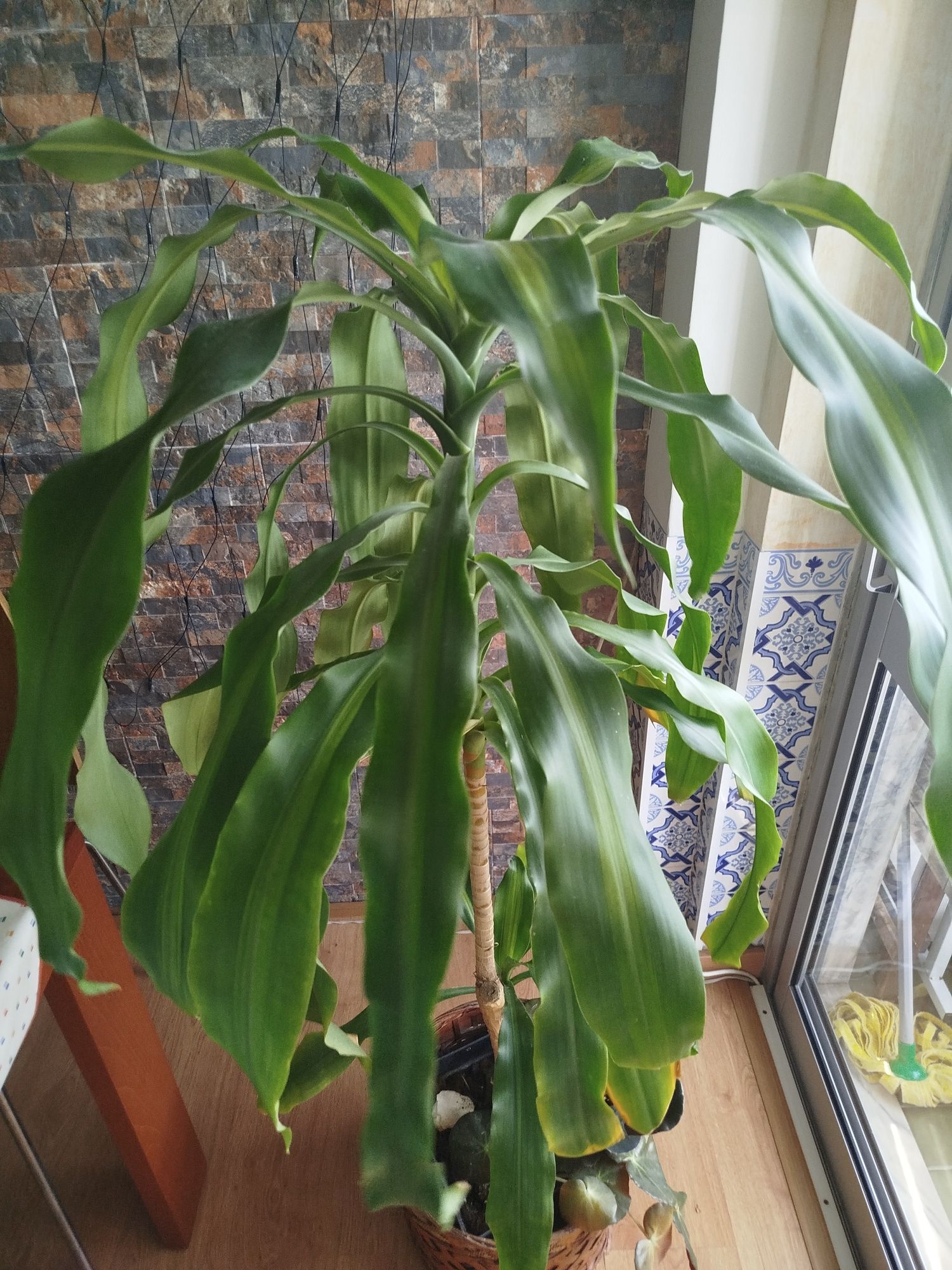 Plantas naturais
