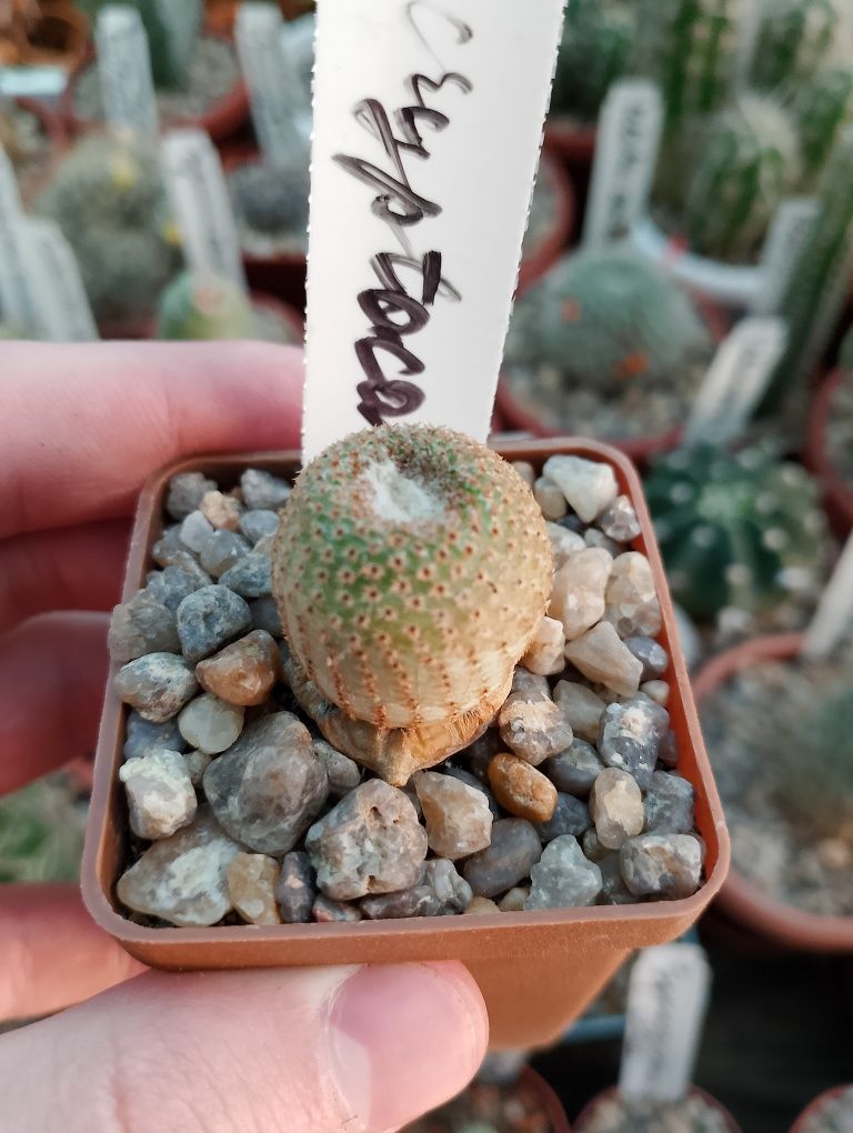 редкие кактусы,Encephalocarpus strobiliformis