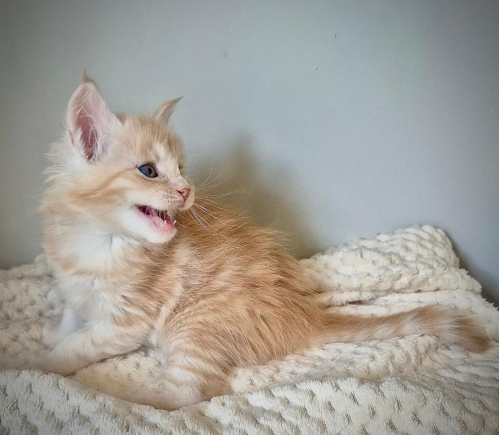 Srebrzysty kocurek rasy Maine coon!!!