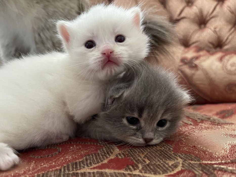 Вязка кота шотландский прямоухий