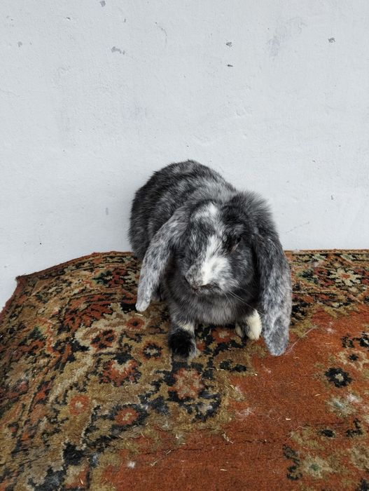 Продам кролі різного віку.