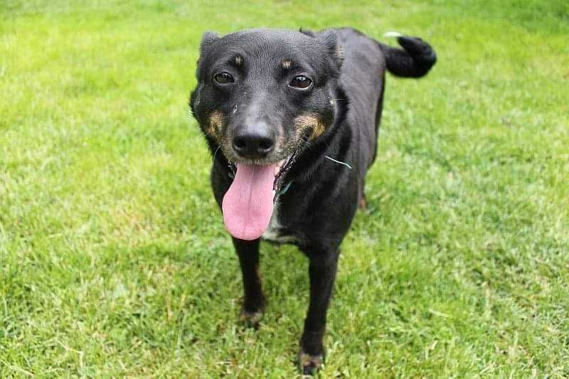 Sami, do adopcji!