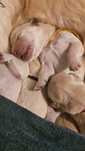 Golden retriever ZKwP FCI zloty piesek po Multichampionie