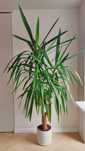 yucca juka 2 odnogi 185cm