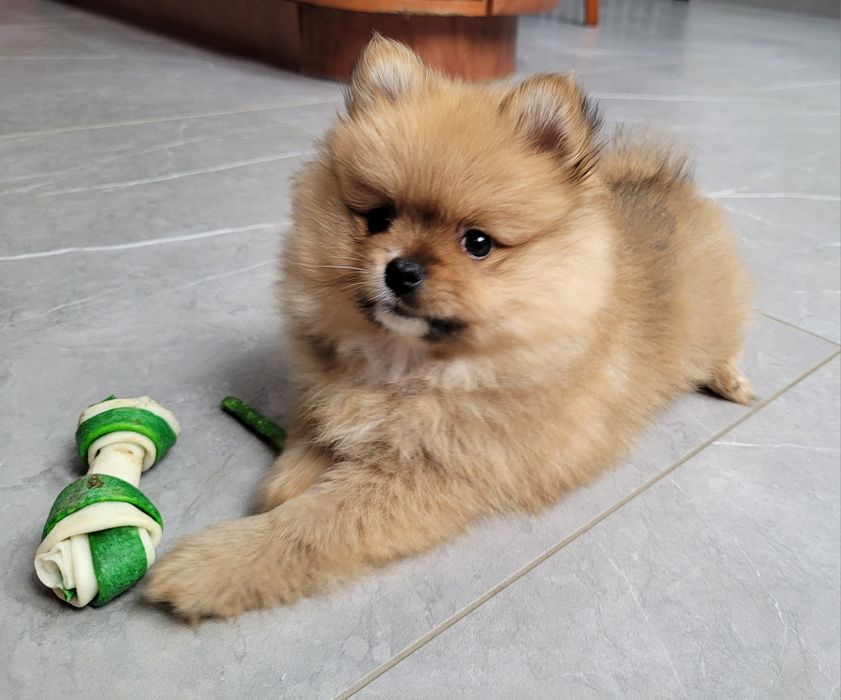 Szpic miniaturowy - odbior 1 GRUDZIEŃ