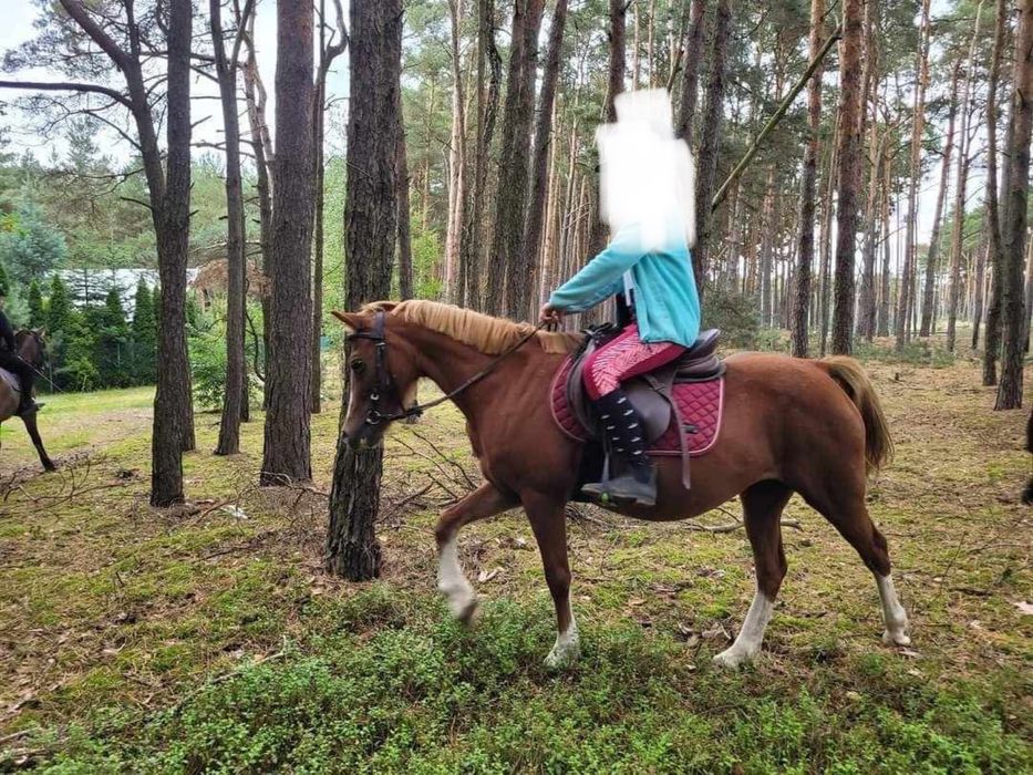 klacz kuc walijski 17 lat, do rekreacji, wyjazdow w teren, hodowli