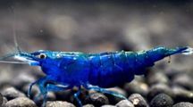 Krewetka velvet blue Kraków (Swoszowice)