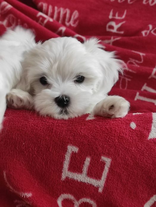 Śliczna sunia maltańczyk z rodowodem szuka kochającej rodziny