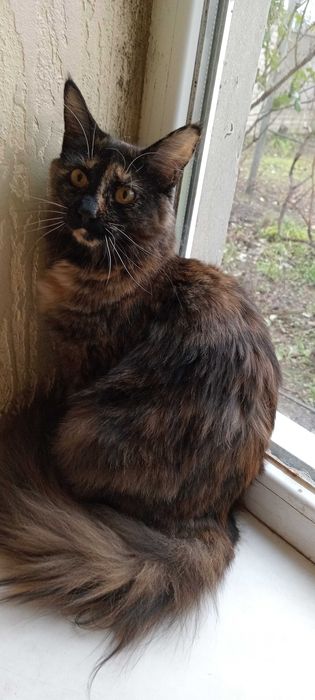 Продаются шикарные чистокровные девочки Мейн-Куны черепахового цвета