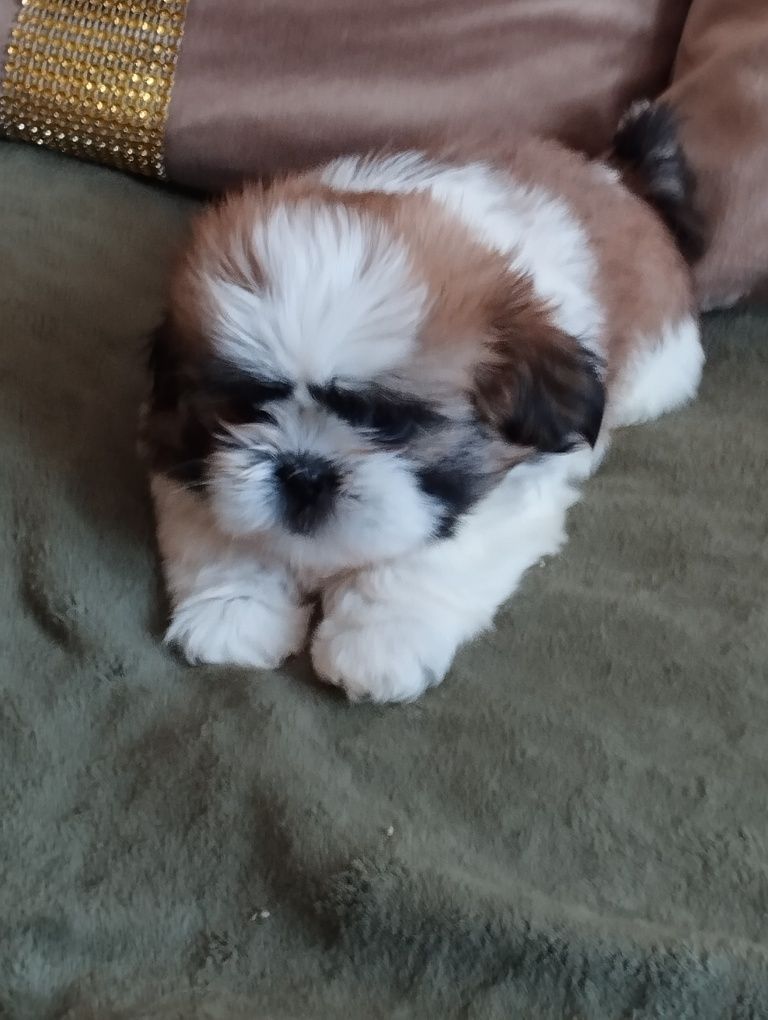 Shih TZU suczka do rezerwacji