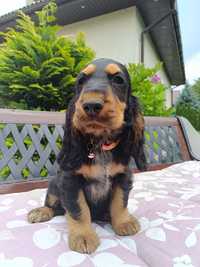 Cocker Spaniel Angielski Piesek