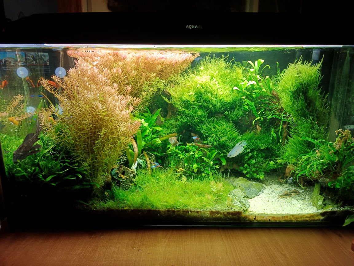 Akwarium 200l Aquael, CO2,