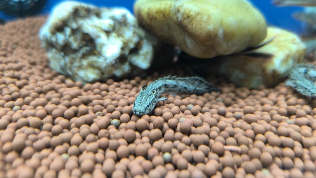 Polypterus Endlicheri