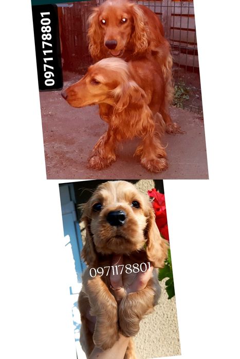 Мисливська порода собак- Англійські чистокровні кокер-спанієлі