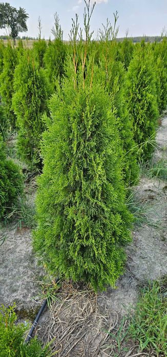 Tuja szmaragd. Nie Brabant