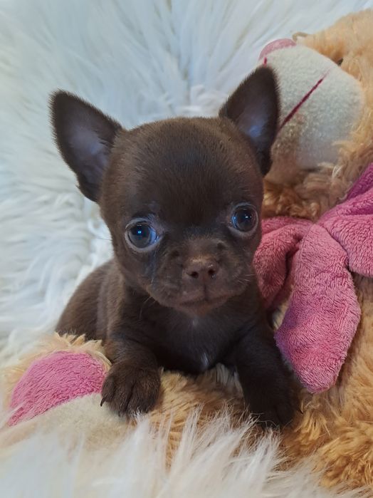 **SALLY**sunia chihuahua malutka choco zarezerwowana