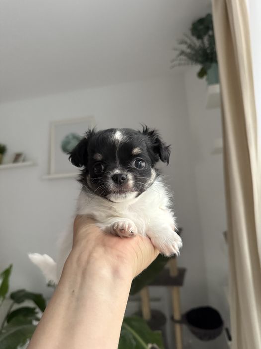 Samiec chihuahua fci