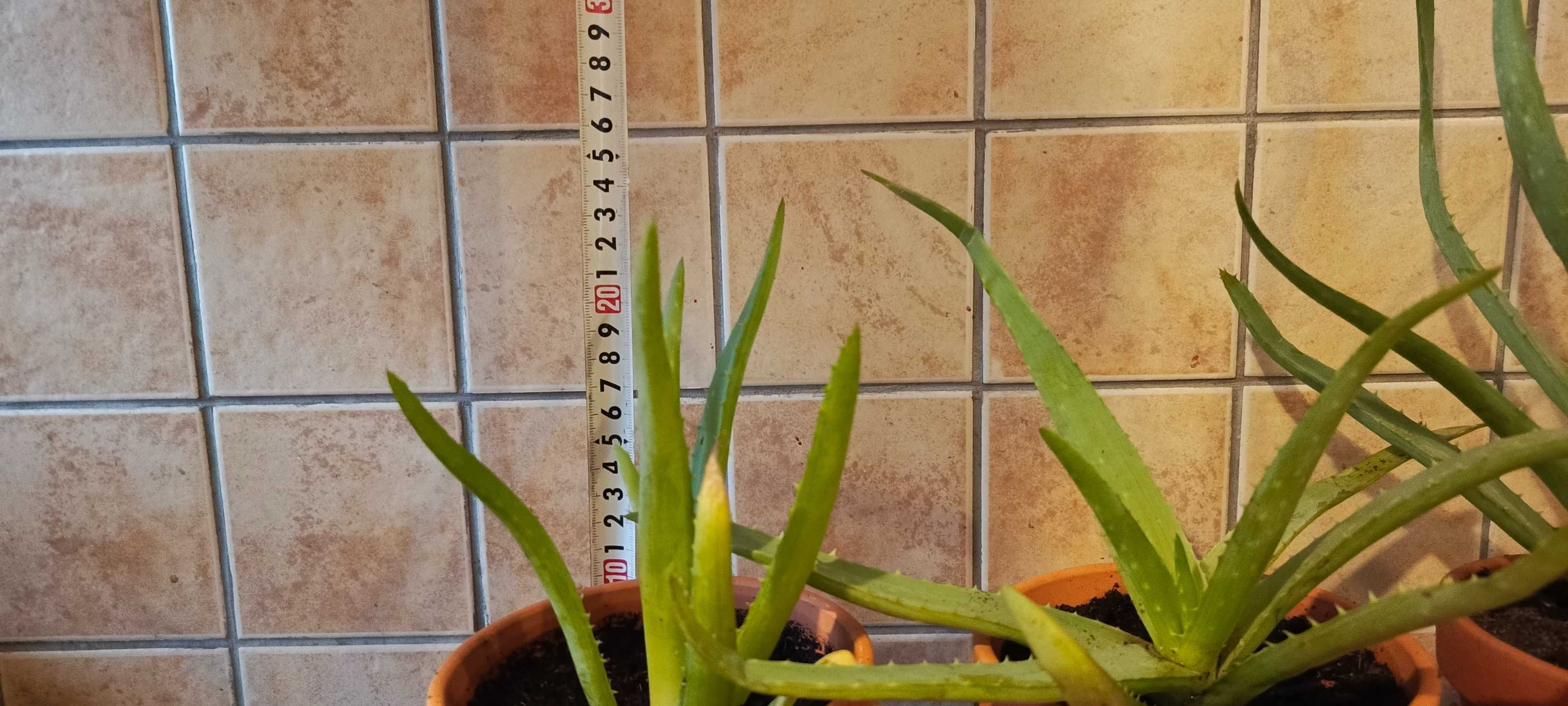 Aloes Vera w Ceramicznej Doniczce