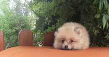 Cachorro Sptiz Anão registado no Clube Português de Canicultura