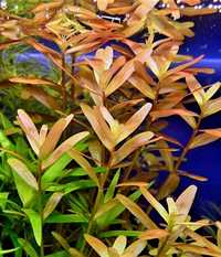 Rotala colorata - roślina akwariowa