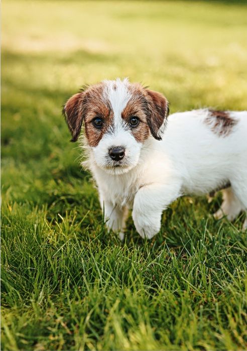 Jack Russell szorstkowłosy