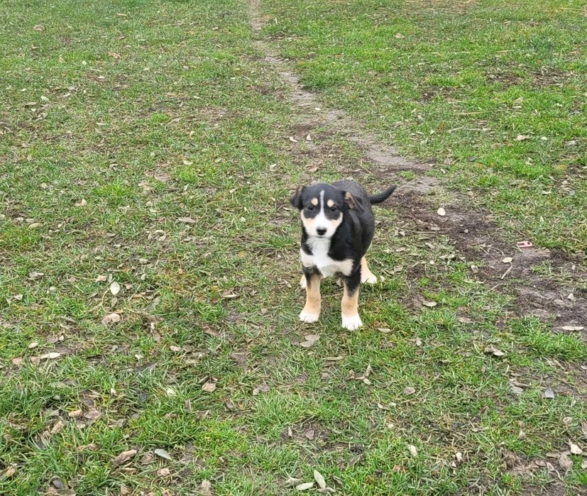 Oddam 4 miesięcznego pieska