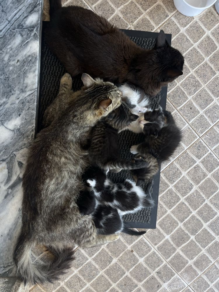 Doa-se gatos bebés