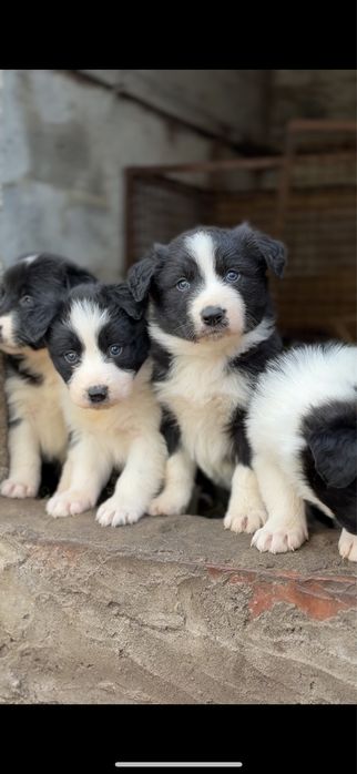 Szczeniak Border Collie piesek biało czarny